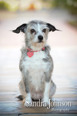 Best Orlando Pet Photographer - Sandra Johnson (SJFoto.com)